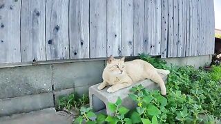 The cat on the side of the road on Cat Island is so cute