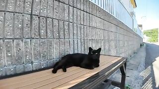 A black cat is sitting alone on a bench by the sea. When I stroked it gently, it started purring non-stop