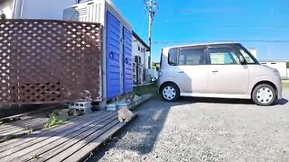 I just stopped by on my bike, but I found a parking lot full of cats.