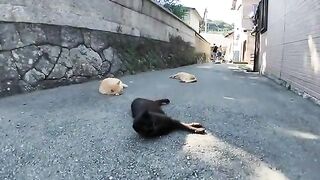 I distributed Churu to cats that were lying around in the back alley