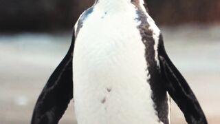 Penguins Sunbathing in the Snow