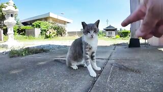I gave some treats to a cat that came up to me in front of the temple.it was so relaxing!
