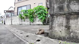 Even though he ran away, this tsundere cat came back to get some cuddles and was so cute in the back alley