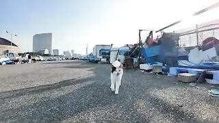 This cuddly calico cat with a heart pattern appears every time I go to the fishing port. I feel comforted by this cat