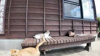 Cats at the port of Cat Island always come and sit on my lap, even when its hot.