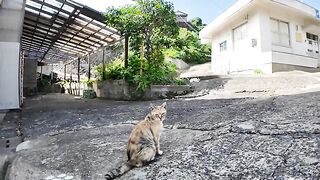 I snuggled up to a cat who arrived too early for a cat meet-up