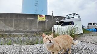 The cat I met at the fishing port was so cute