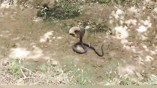 Fantastic Mongoose Vs Black Cobra