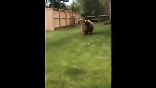 Dangerous Bear Kills Deer