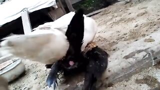Home Birds Mating
