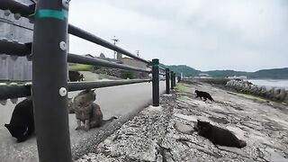 A huge gathering of cats on the side of the road!? When I showed them some Chu-ru, they went crazy! A relaxing time on Cat Island!