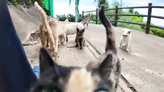 A mountain full of cats?! I sneaked into the summit gathering on Cat Island and was so relaxed.!