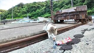 The phantom cat that always runs away. is finally approached by Churu!? A miraculous petting chance at the fishing port