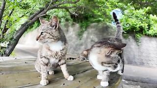 A relaxing space halfway up a hill?! The outdoor cat cafe on Cat Island is heavenly