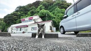 A pigeon-like cat appears!? Its so clingy that it keeps stroking you and gobbles up all the treats!