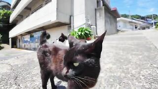 In midsummer on Cat Island, cats were taking refuge from the heat in a special seat on the eaves