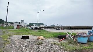 Cats at the fishing port are super excited! Their adorable reactions when they receive the Churu treats! 2