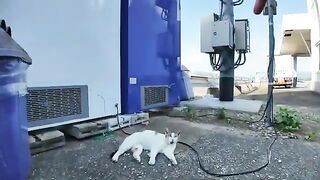 Behind a vending machine at the fishing port! The miracle of a talking cat and treats