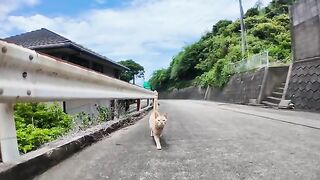 A cat I met on a mountain path summoned a friend. Before I knew it, I was surrounded by cats