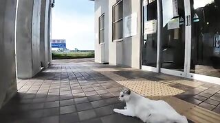 I gave a treat to a cat with a λ mark on its forehead and it was so cute!