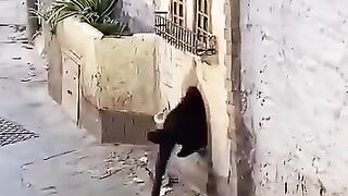 Cats city