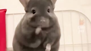 try not to laugh!