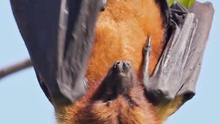 Flying Fox hanging and relaxing Wincent 124D5 wildlife nature Bat