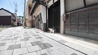 A mysterious cat that appears at the morning market! Its adorable appearance will soothe you