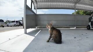 A bicycle parking area becomes a cat oasis!? Cats gather here to escape the heat in midsummer and its so relaxing.