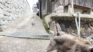 I passed! The cat checkpoint was too cute!