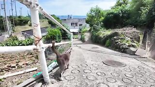 I was guided by a stray cat to a cat gathering on Cat Island and it was so relaxing.