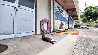 The sight of a cat rolling around on the eaves of the warehouse was just so happy!