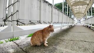 Fishing boat arrives  Cat gathering  Only one cat came to be cuddled