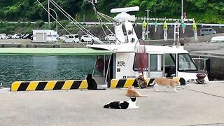 The cats waiting for fish that appear at fishing ports are so cute and precious