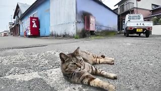 Today I brought some treats to a cuddly cat on the road near the fishing port.
