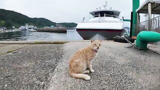 When I went to the port to catch the ferry back from Cat Island,
