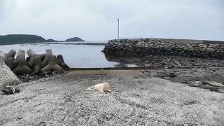 A brown tabby cat on the beach happily clung to my legs when I stroked it