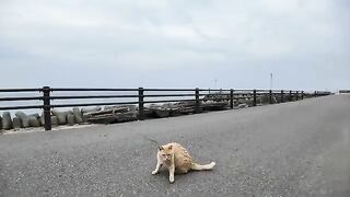 A cat was sleeping in the middle of the road, and when I sat down on the side of the road, he came over next to me and I gave him a treat.