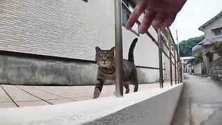 He just wanted to be petted. but heres a cat confused when hes suddenly given a treat