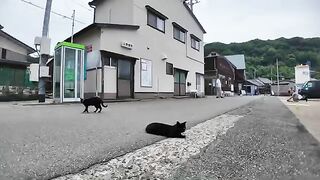A black cat near the port of Cat Island, a cat happily eating Churu and a cat that tried to steal it but still wouldnt eat it