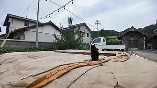 I gave some treats to a pair of friendly cats at the shrine and their reaction was amazing!