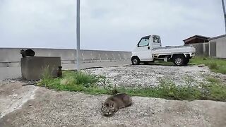 I gave some treats to the cats I met on Cat Island.