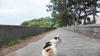 Can cats see anything? A calico cat curious about something in the distance 2