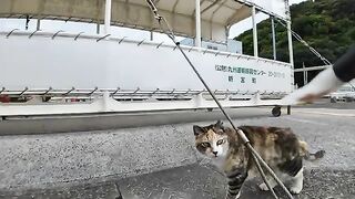 I gave some treats to a calico cat that came to the bike parking area. 2
