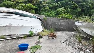 I gave some treats to a wary calico cat, and it ended up being stolen!?