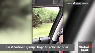 BC First Nations Propose Relocating Grizzly Bear from Texada Island