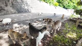 Wildcat Army  Cat Union, conflict breaks out