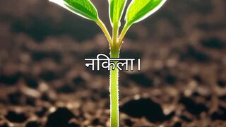 Podhe aur kubuter ki Kahani