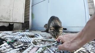 What would happen if you gave some treats to the cats lounging behind the warehouse?