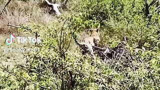 see this video full 13